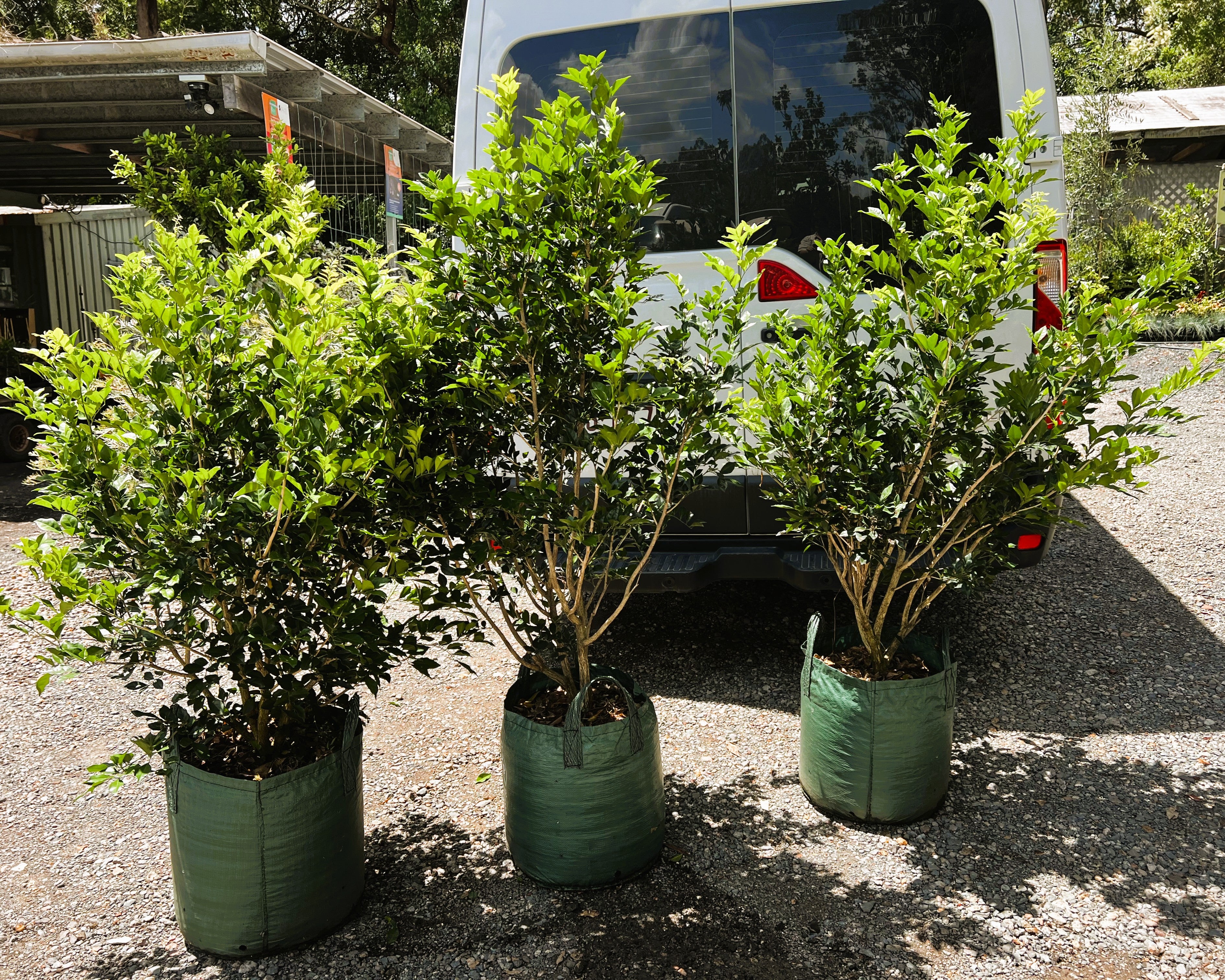 Murraya paniculata - Mock Orange