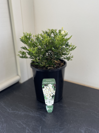 Murraya paniculata Min-a-Min