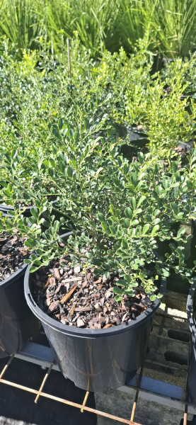 Murraya paniculata Min-a-Min