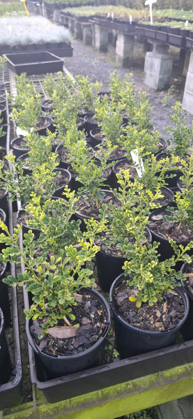 Murraya paniculata Min-a-Min