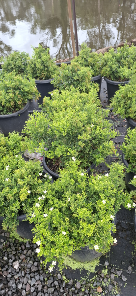 Murraya paniculata Min-a-Min