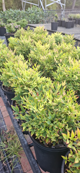 Nandina domestica Moon Bay