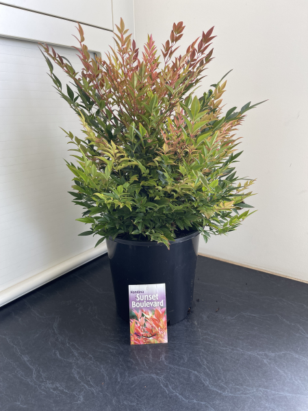 Nandina domestica Sunset Boulevard