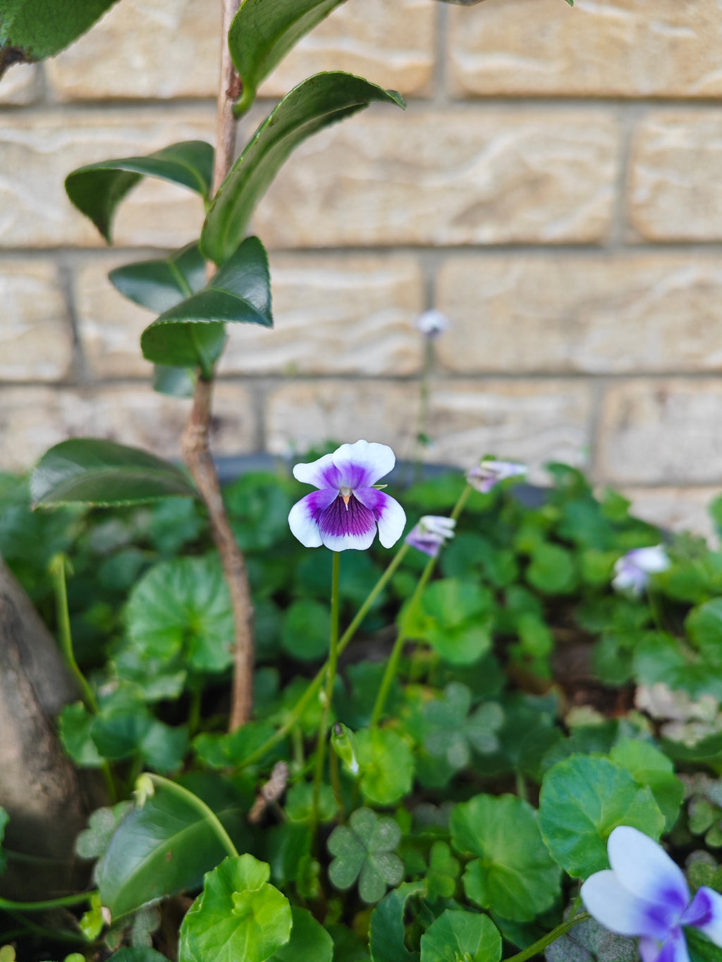 Native Violia Viola hederacea