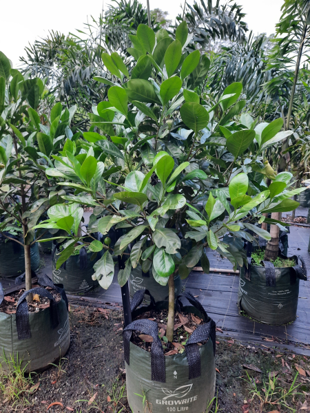 Randia fitzalanii (Atractocarpus)