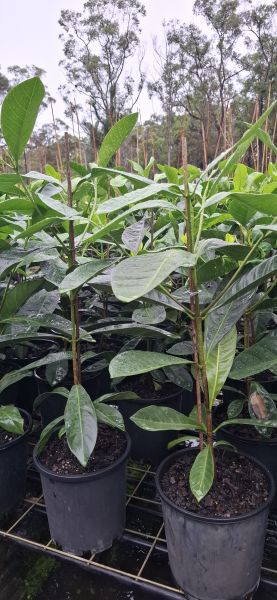 Randia fitzalanii (Atractocarpus)