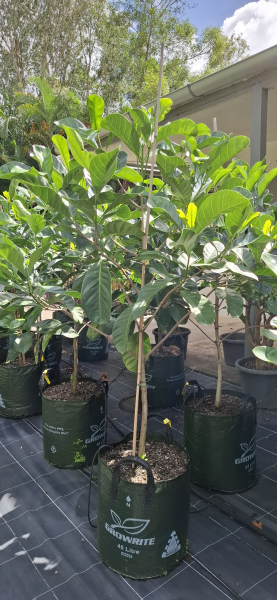 Randia fitzalanii (Atractocarpus)