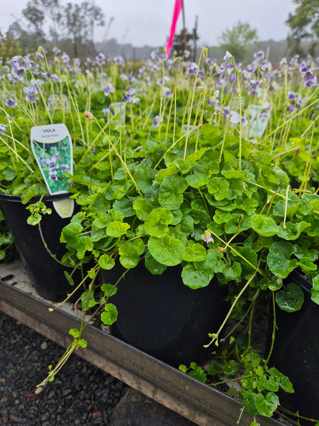 Viola hederacea