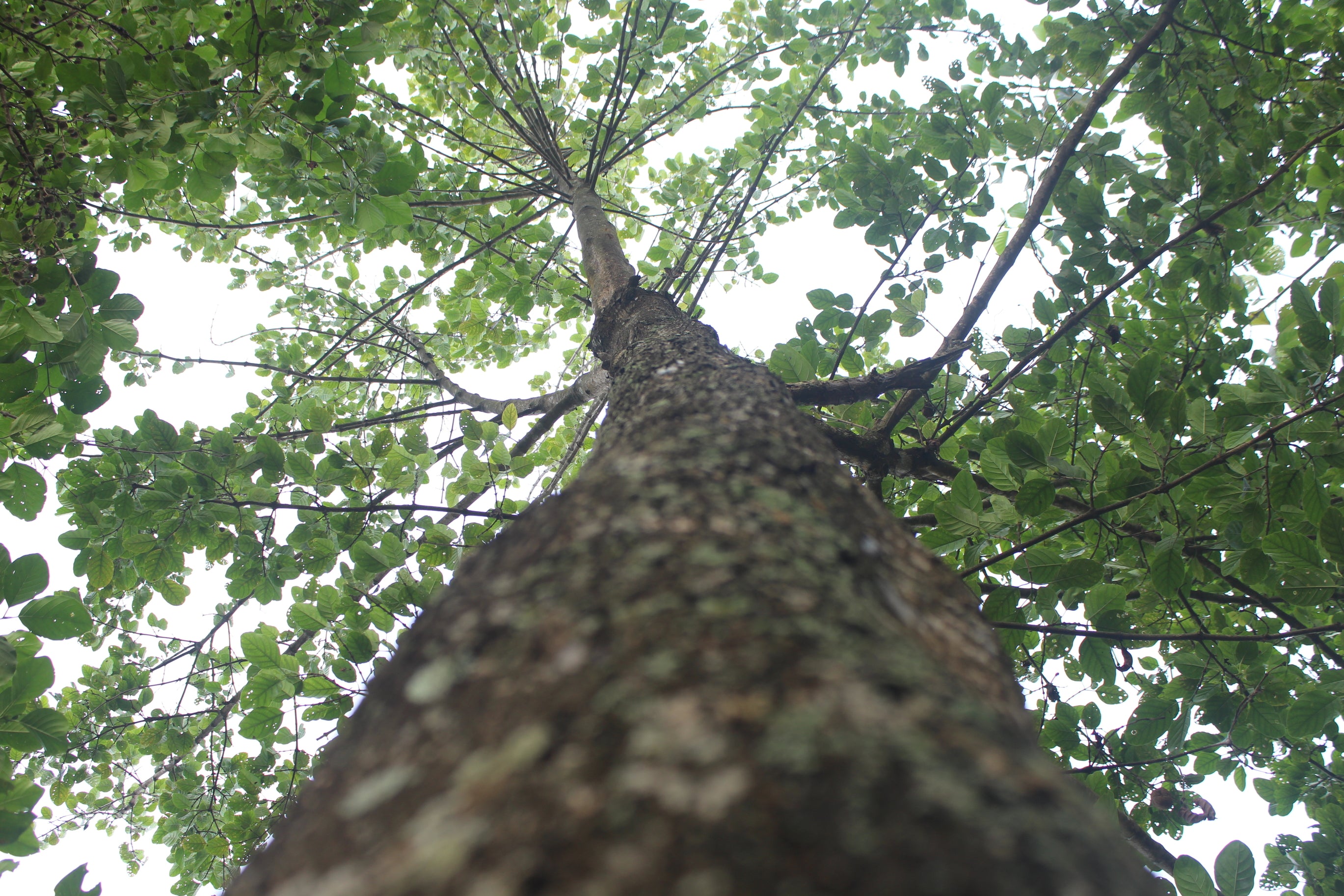 Nauclea orientalis
