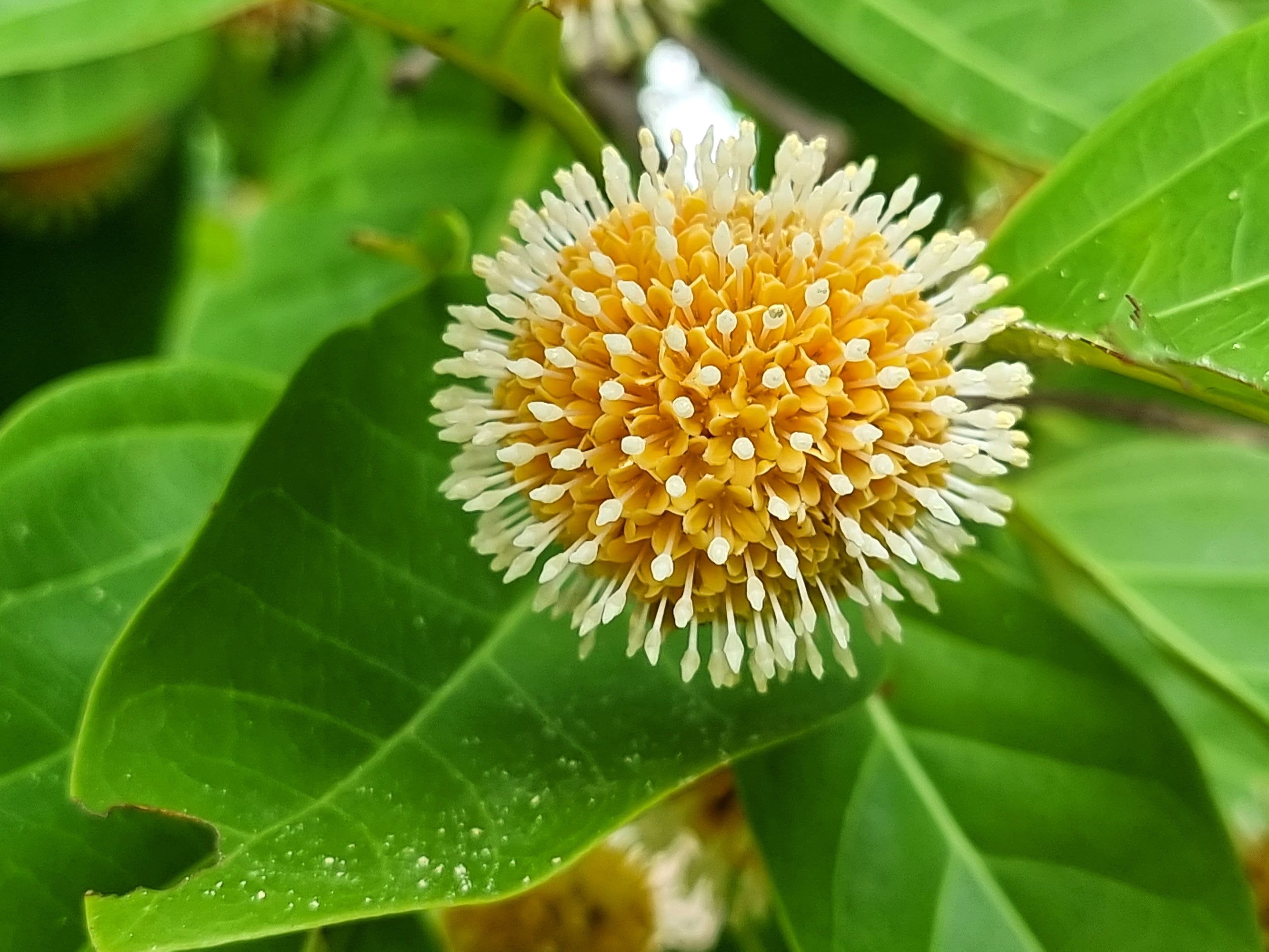 Nauclea orientalis