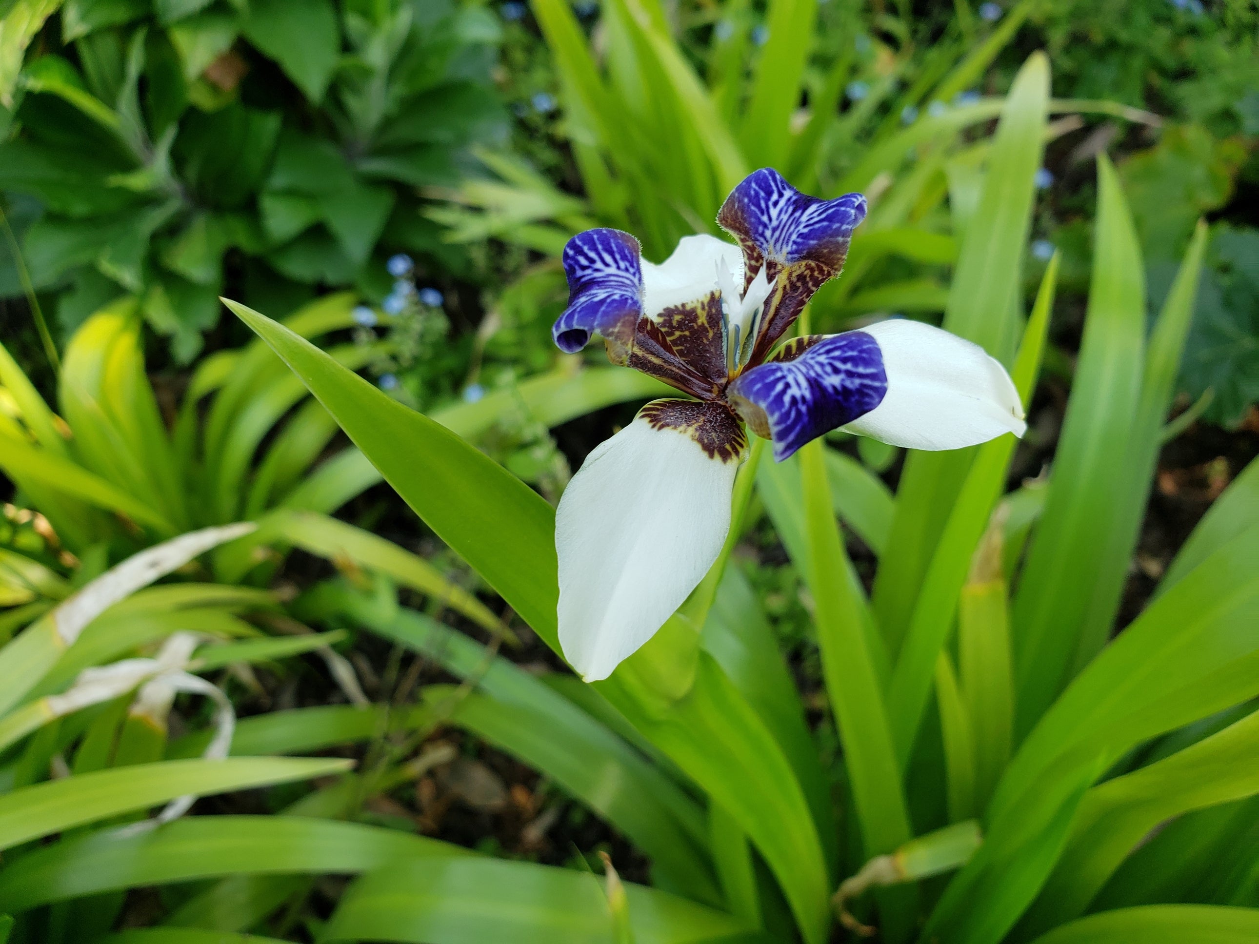 Neomarica gracilis (syn. bicolor) Brazilian Walking Iris
