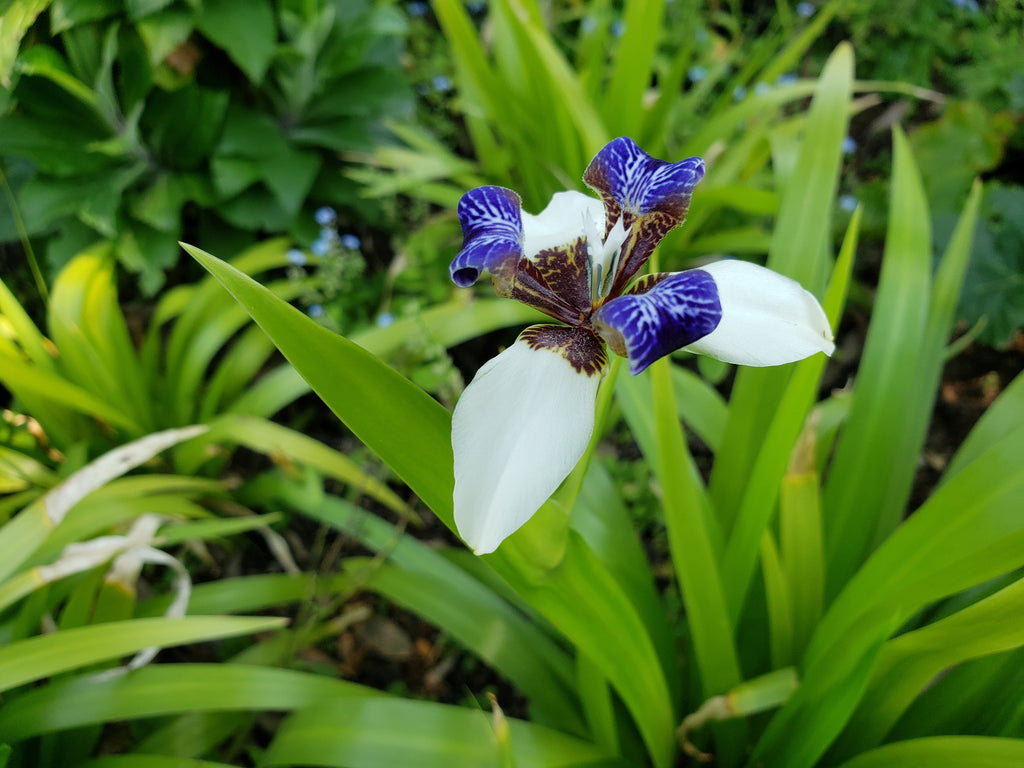 Neomarica gracilis (syn. bicolor) Brazilian Walking Iris