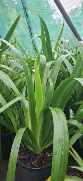 Neomarica gracilis (syn. bicolor) Brazilian Walking Iris