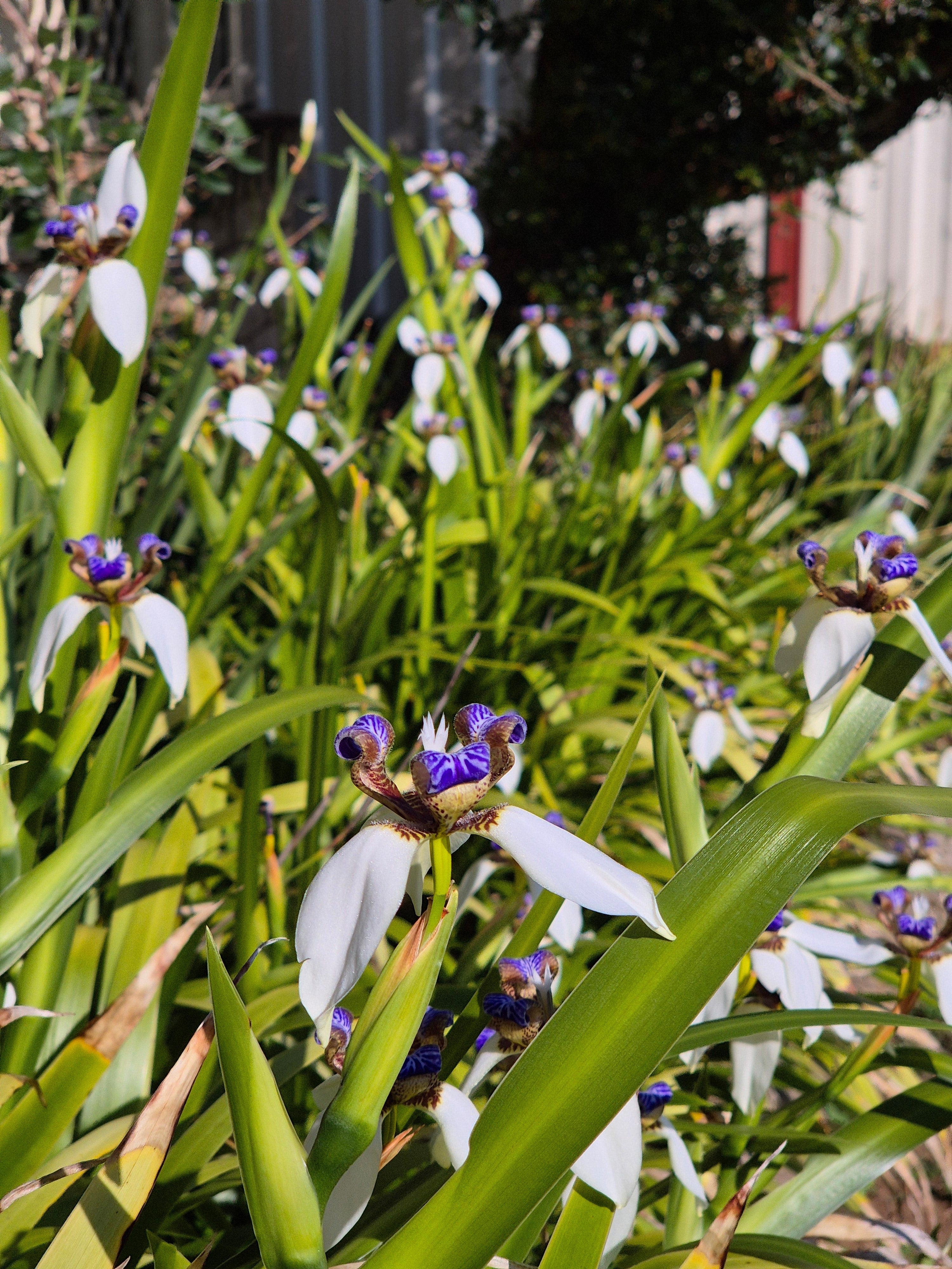 Neomarica gracilis (syn. bicolor) Brazilian Walking Iris