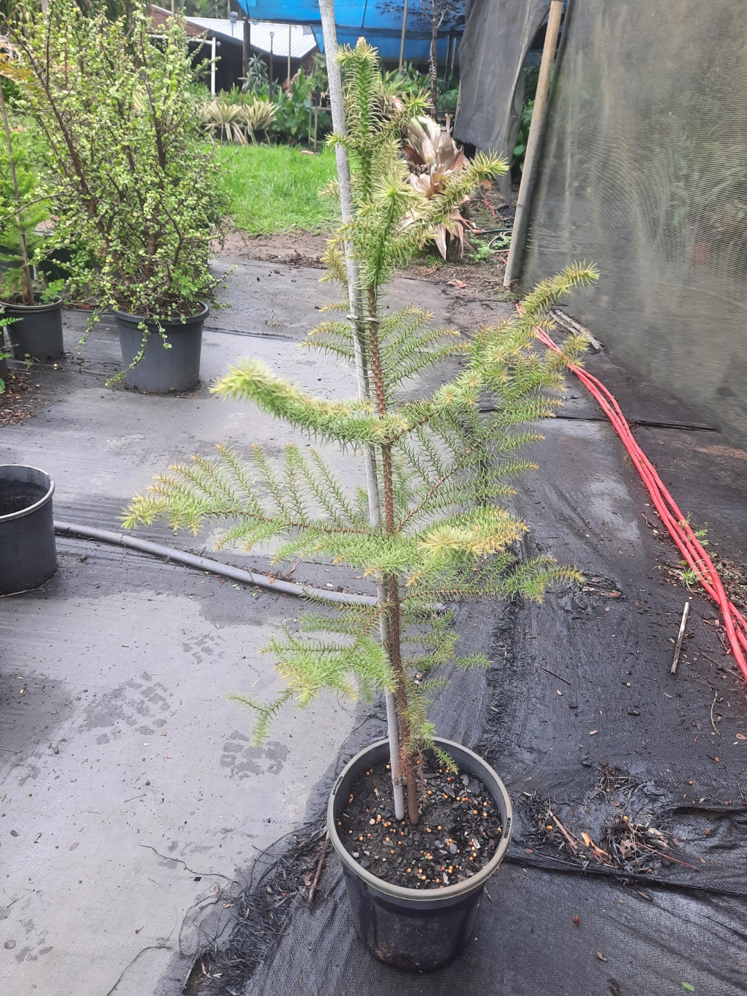 Araucaria heterophylla Norfolk Island Pine