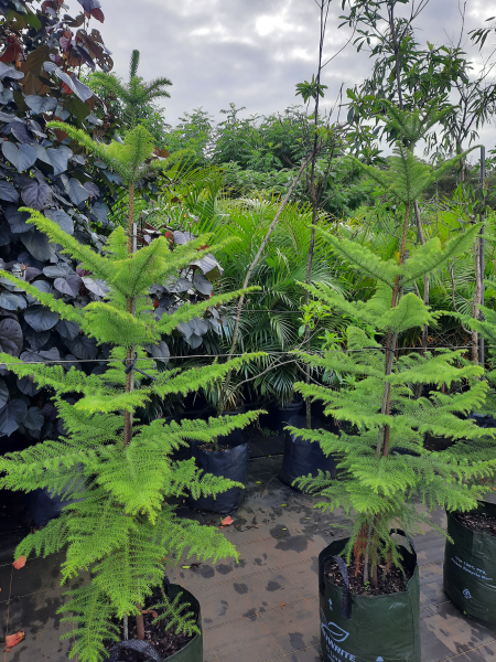 Araucaria heterophylla Norfolk Island Pine