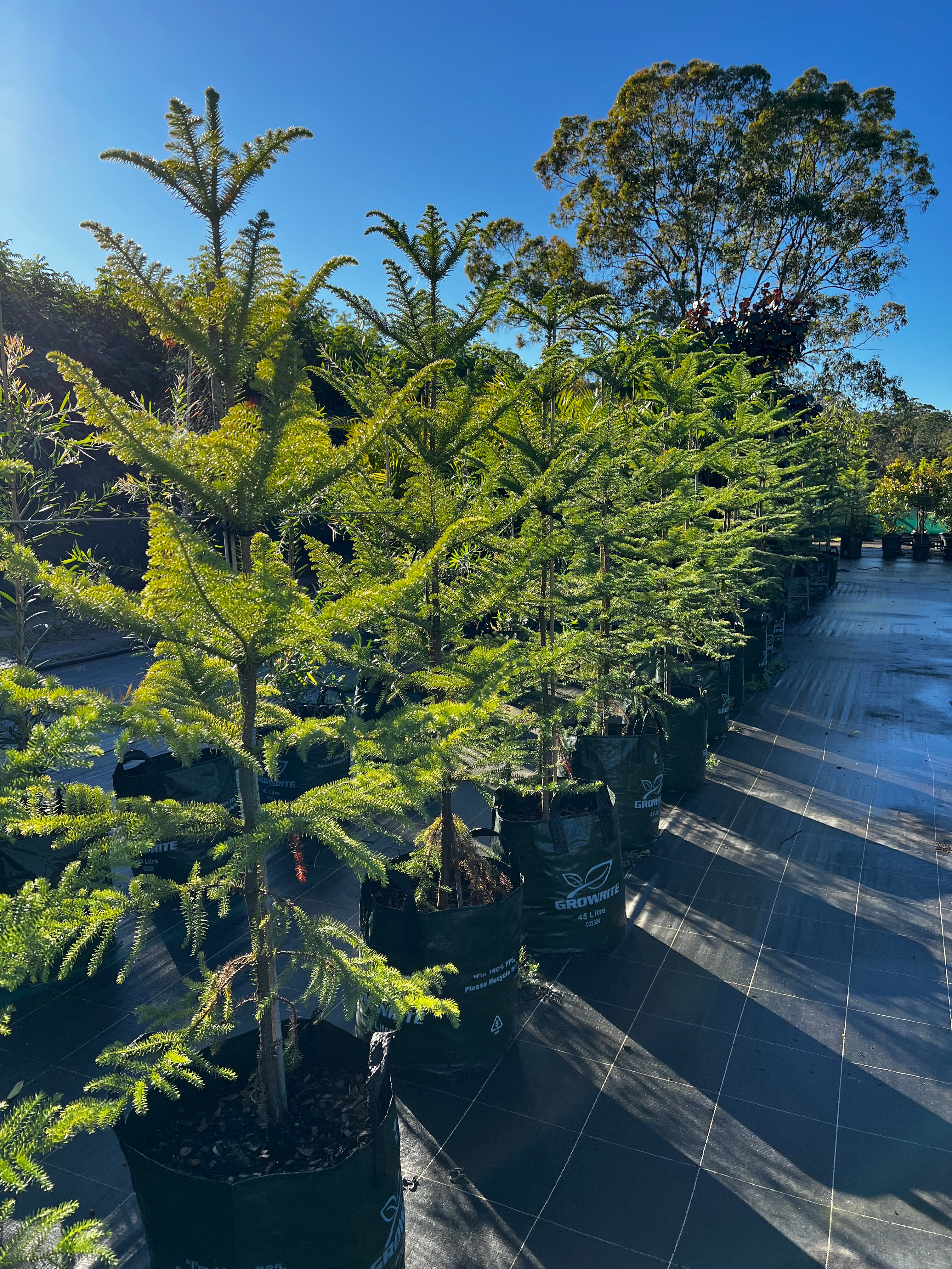 Araucaria heterophylla Norfolk Island Pine