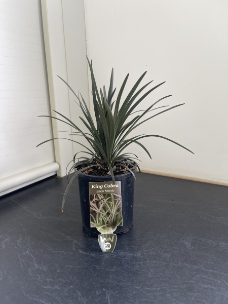 Ophiopogon planiscapus Nigrescens