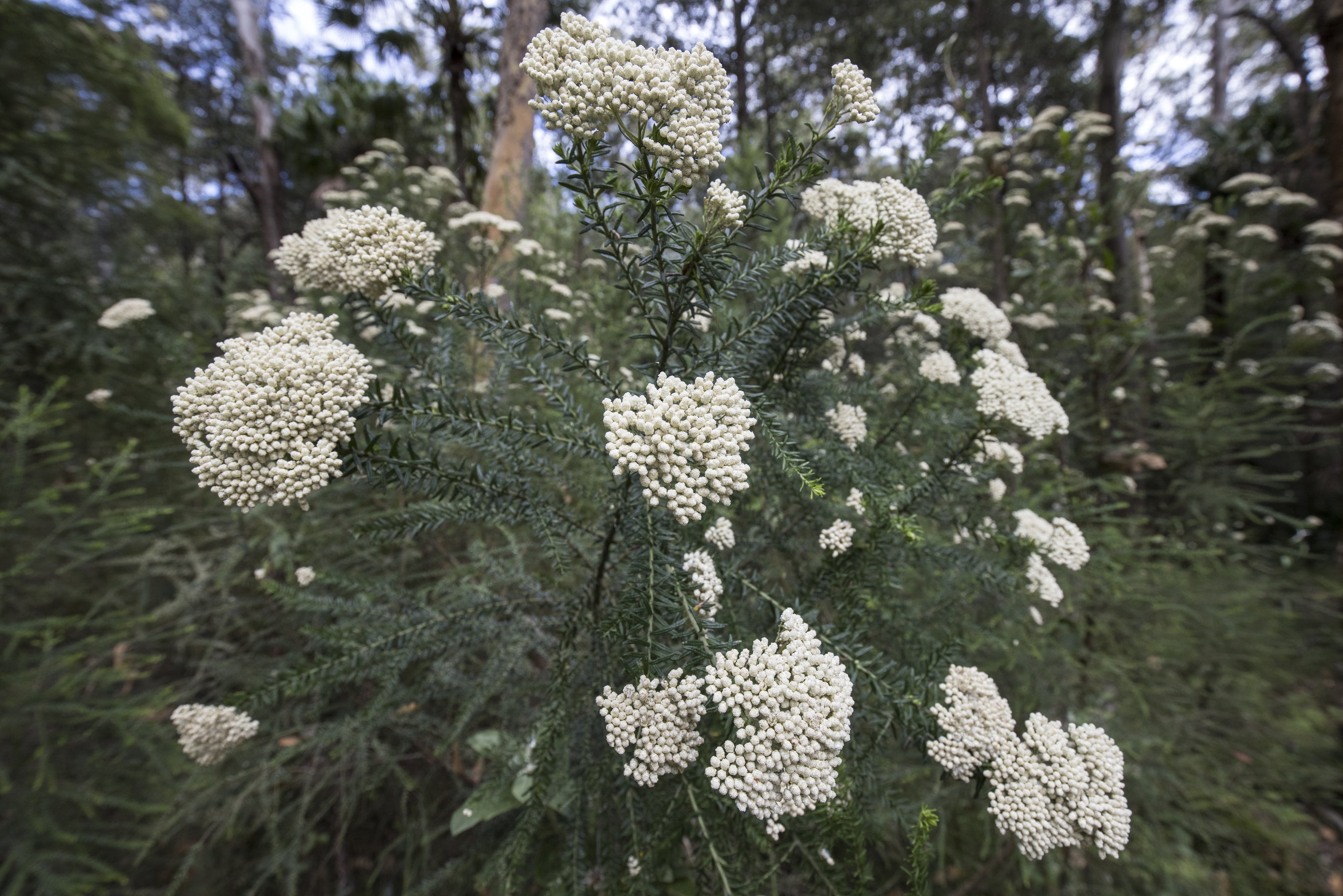 Ozothamnus diosmifolius