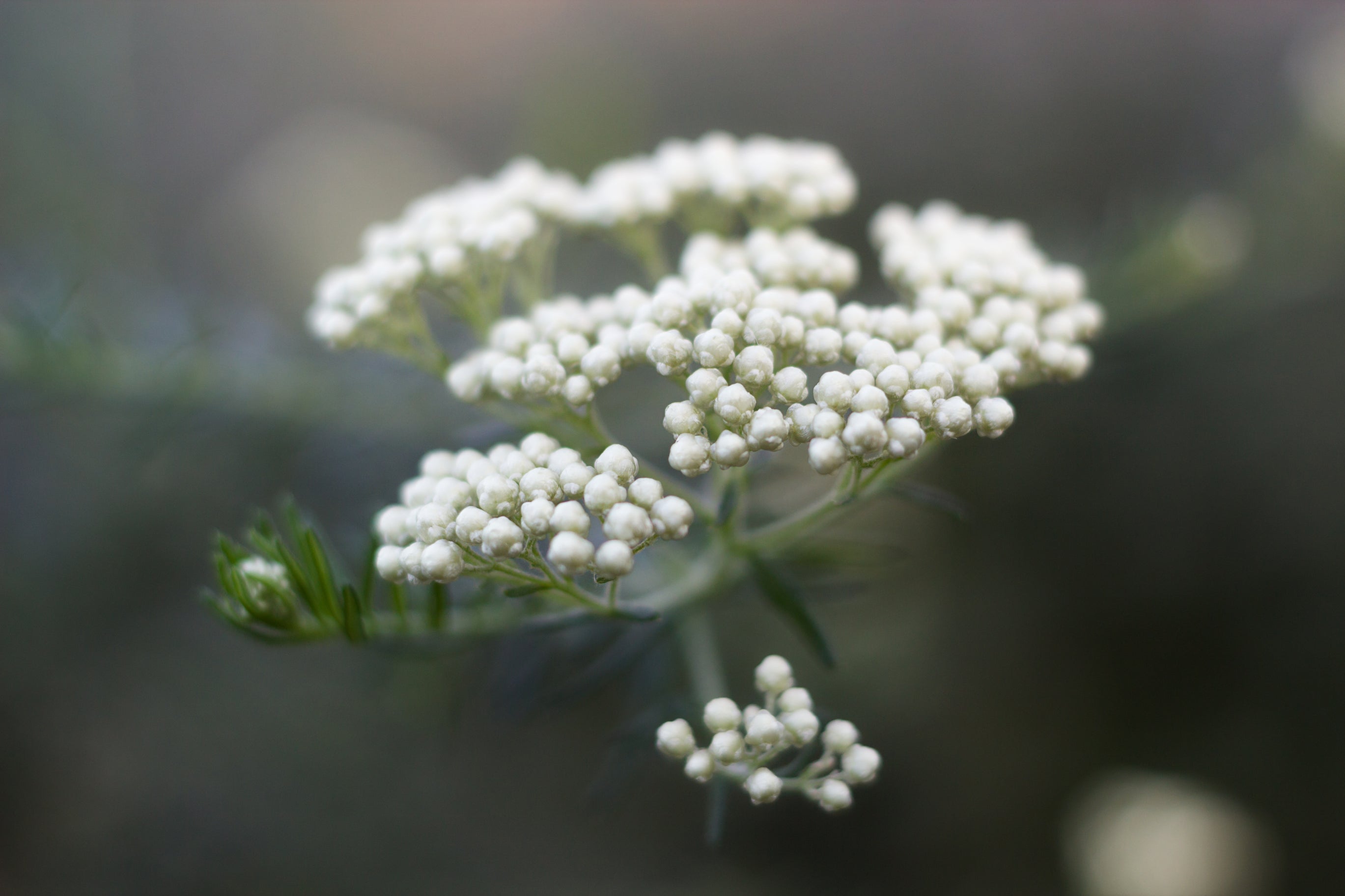 Ozothamnus diosmifolius