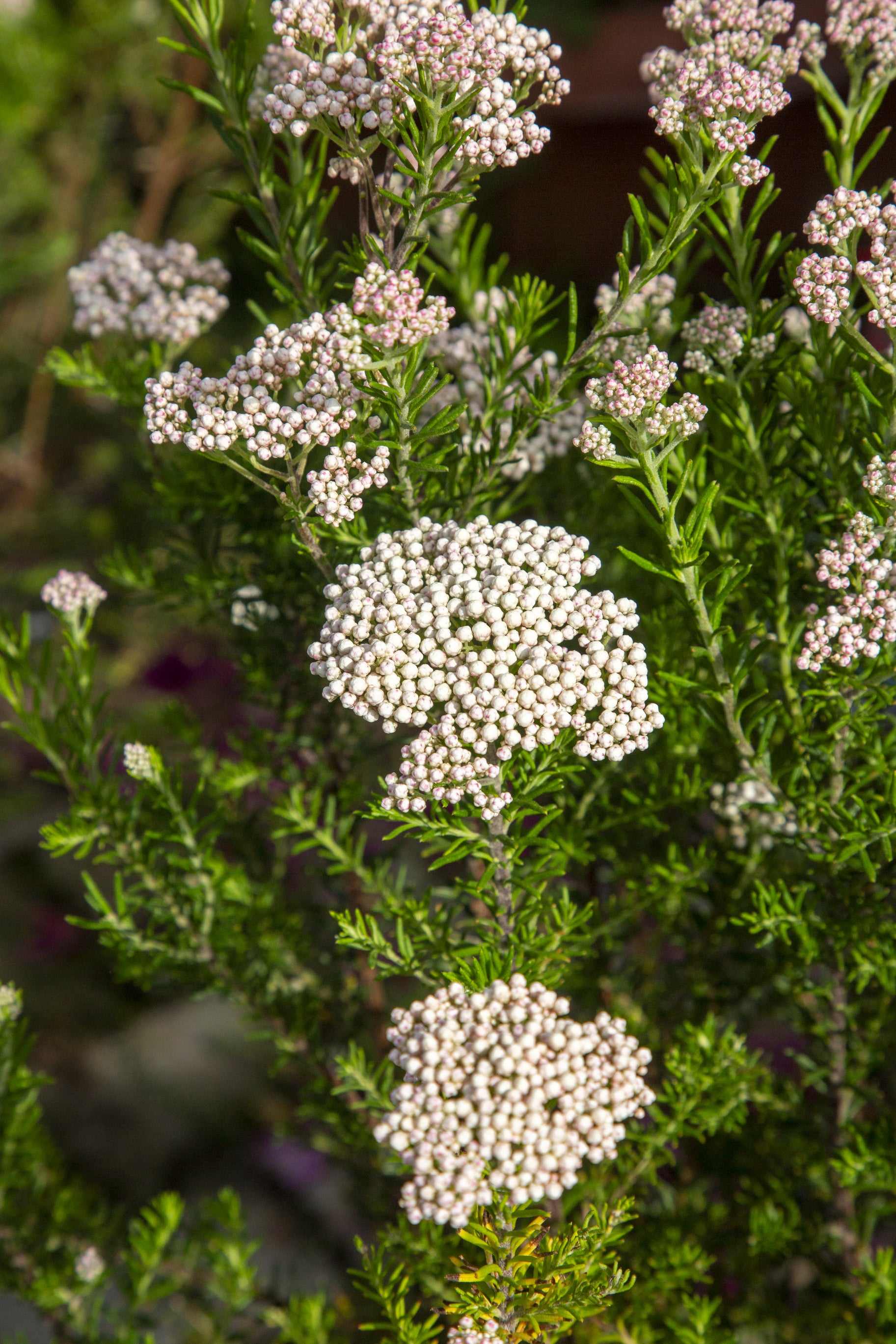 Ozothamnus diosmifolius