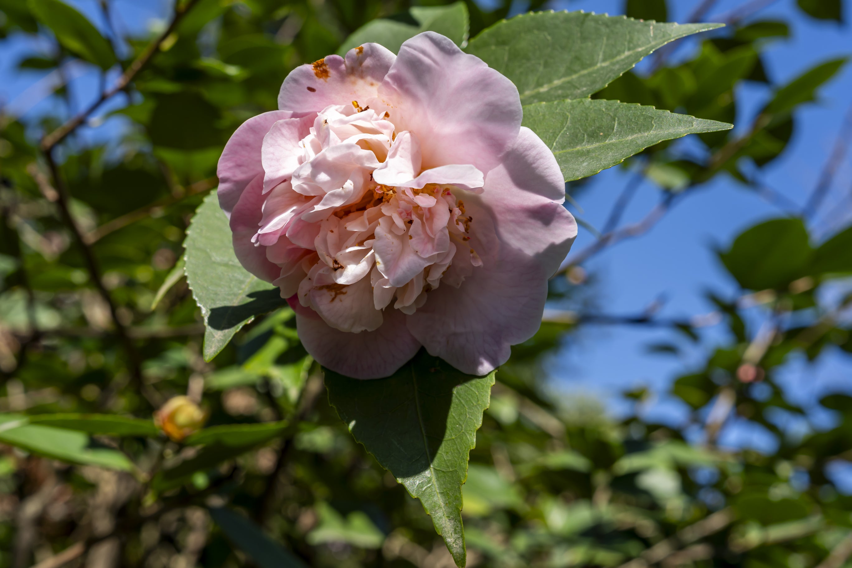 Camellia High Fragrance