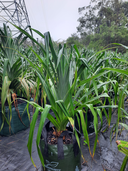 Pandanus pedunculatus
