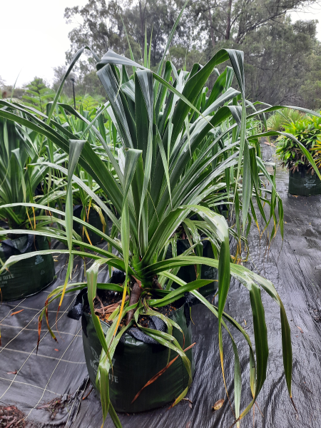 Pandanus pedunculatus
