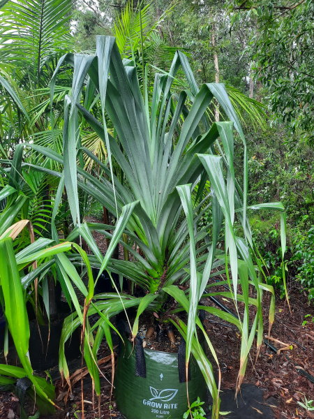 Pandanus pedunculatus