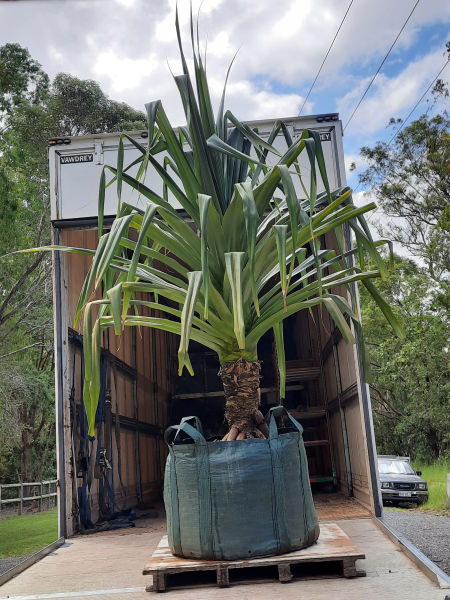 Pandanus pedunculatus