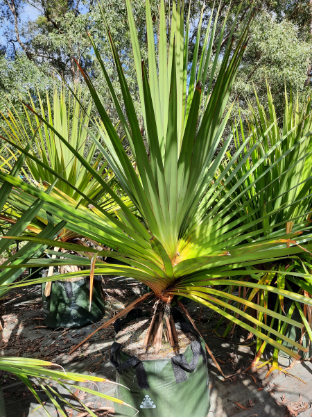 palm plant with red edges Pandanus utilis Red Edge