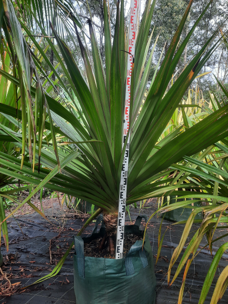 Pandanus utilis Red Edge
