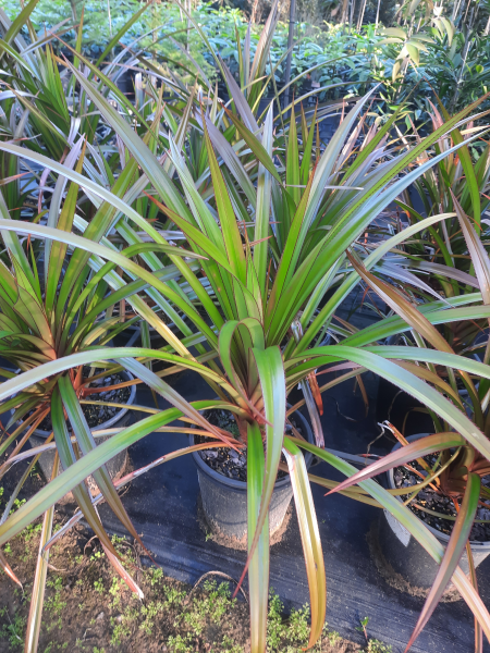 Pandanus utilis Red Edge