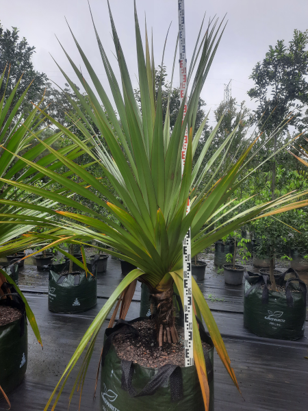 Pandanus utilis Red Edge