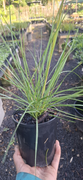 Pennisetum alopecuroides NAFRAY (syn. Cenchrus purpurascens)