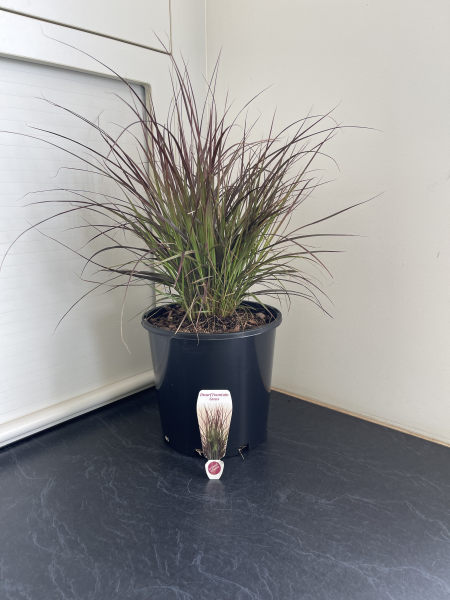 Pennisetum advena Rubrum Dwarf
