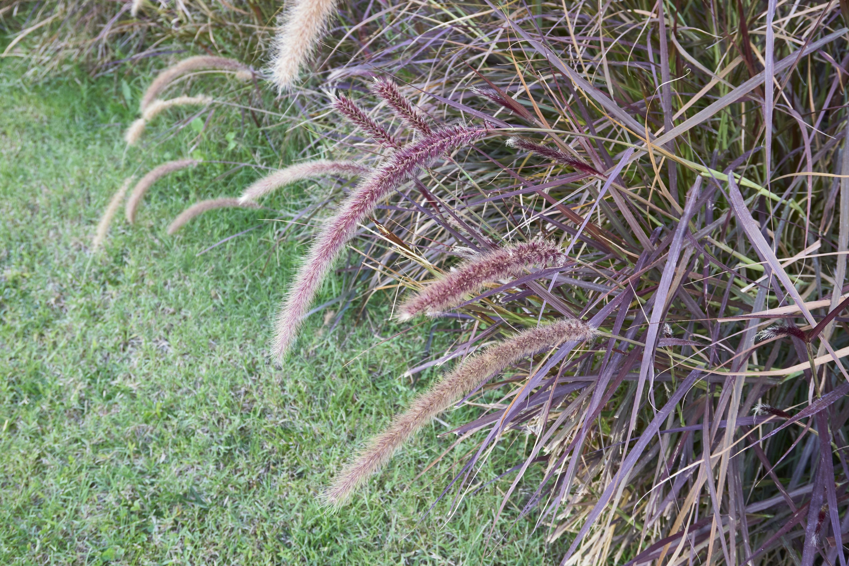 Pennisetum advena Rubrum Dwarf