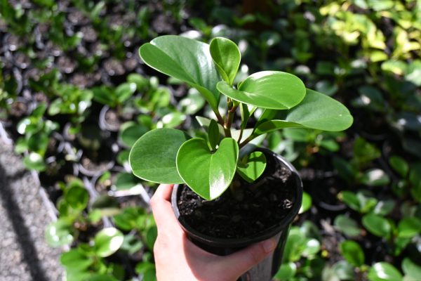 Peperomia obtusifolia