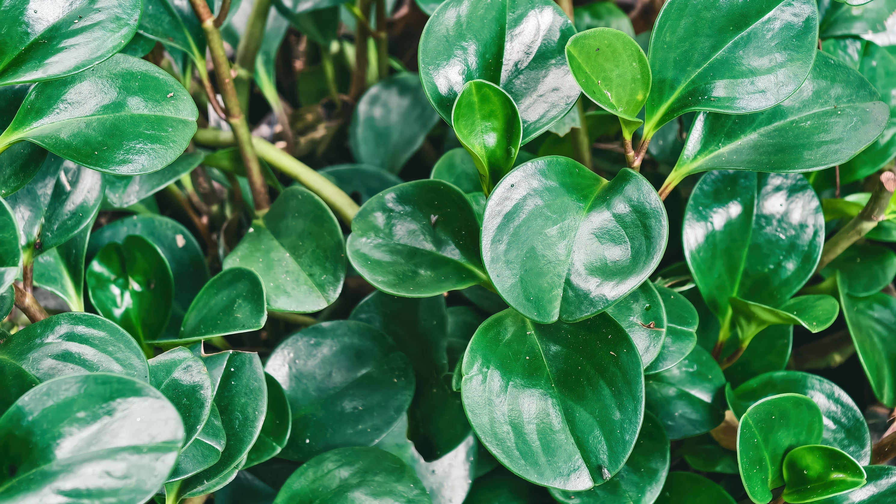 Peperomia obtusifolia