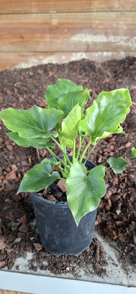 philodendron hope soil Philodendron Hope