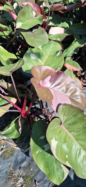 philodendron pink dark lord vs pink princess Philodendron Pink Princess