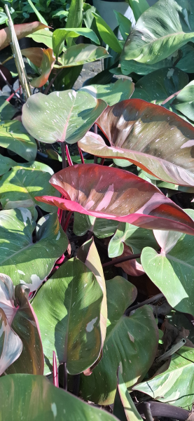 Philodendron Pink Princess
