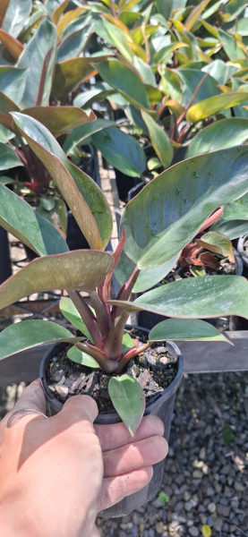 philodendron red congo petite Philodendron Rojo Congo