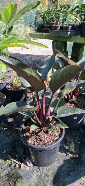 Philodendron Rojo Congo