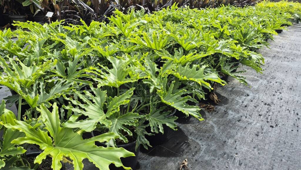 Philodendron Lickety Split