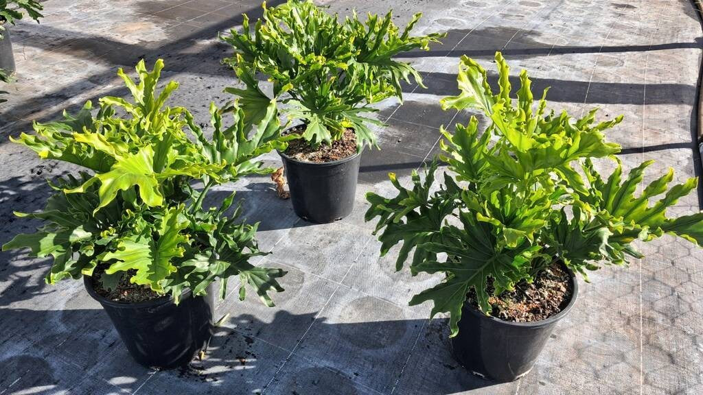 Philodendron Lickety Split