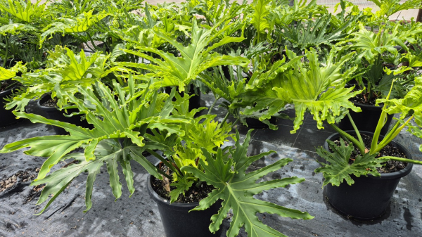 Philodendron Lickety Split