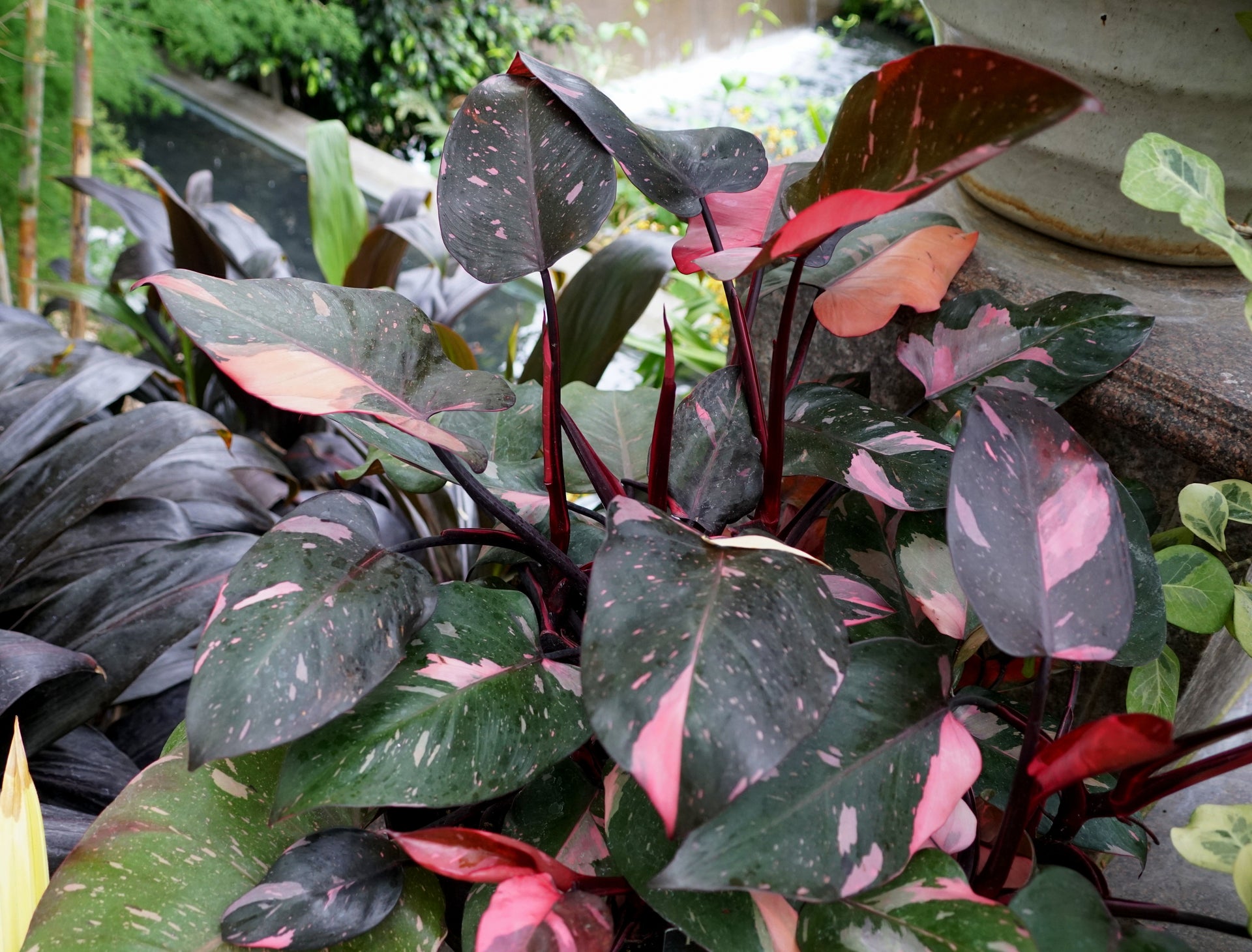 Philodendron Pink Princess