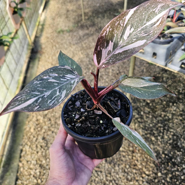 buy philodendron pink princess australia Philodendron Pink Princess