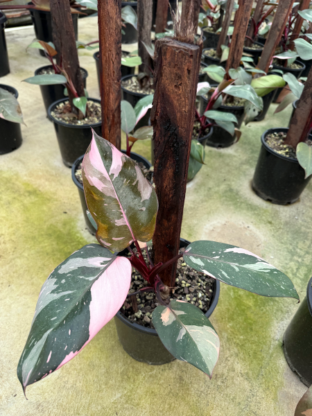 Philodendron Pink Princess